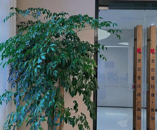 女人用脚种盆栽有何含义？这种行为背后隐藏着什么信息？