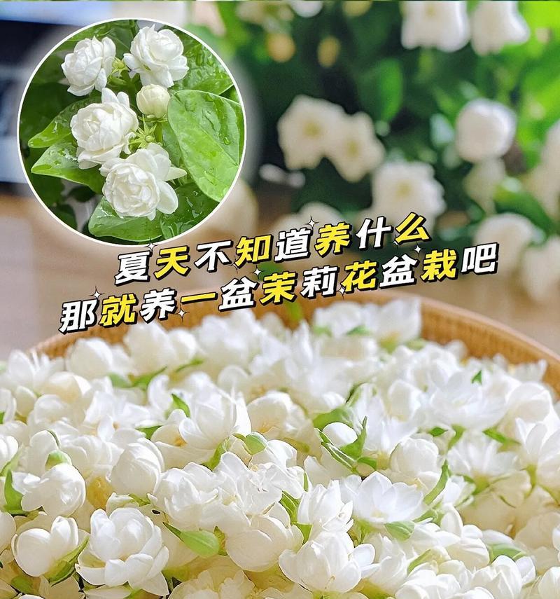 每种花都有其独特的花语吗？它们各自代表了什么？