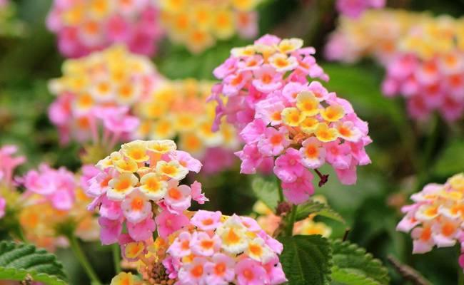 哪种花卉象征着上进和成功？