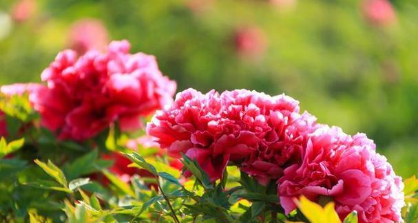 牡丹花的花瓣排列规则是什么？如何判断其品质？