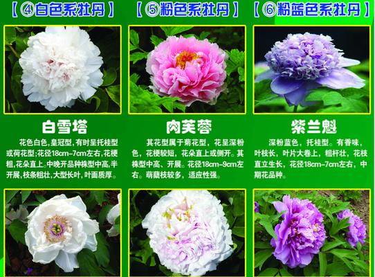 牡丹花的花瓣排列规则是什么？如何判断其品质？