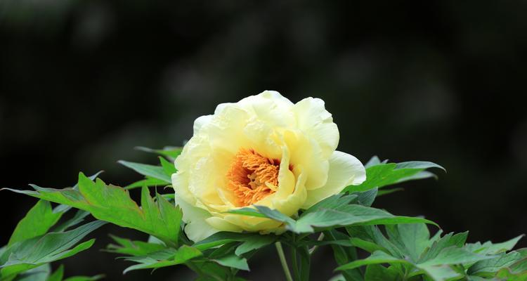 牡丹花的花瓣排列规则是什么？如何判断其品质？