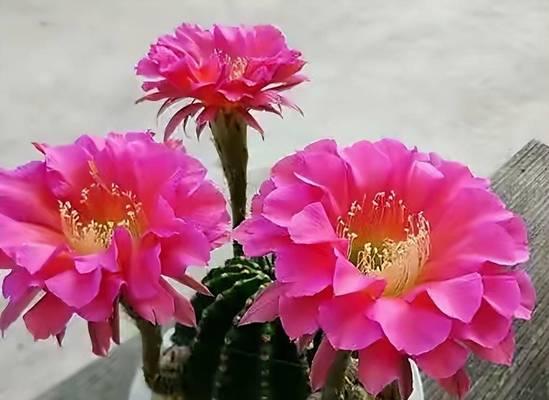 十年仙人球开花的养护技巧是什么？