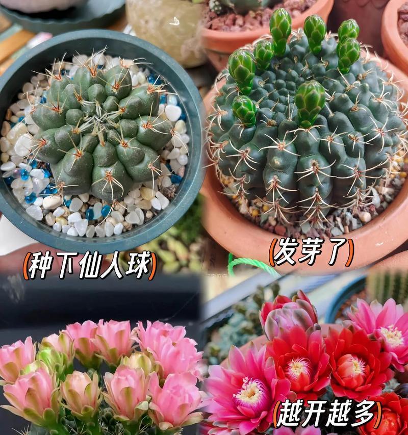 十年仙人球开花的养护技巧是什么？