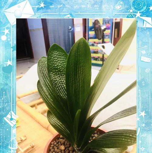 君子兰如何养植才能更粗壮？