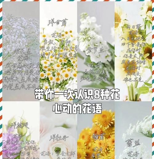 送给过去的他的花语是什么？它有何特别含义？