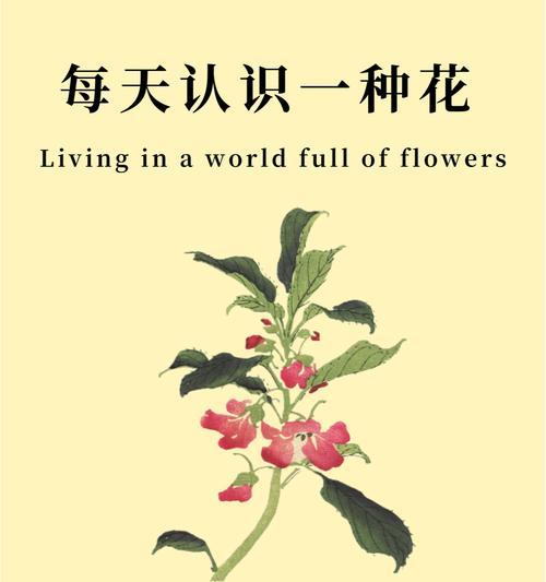 送给过去的他的花语是什么？它有何特别含义？