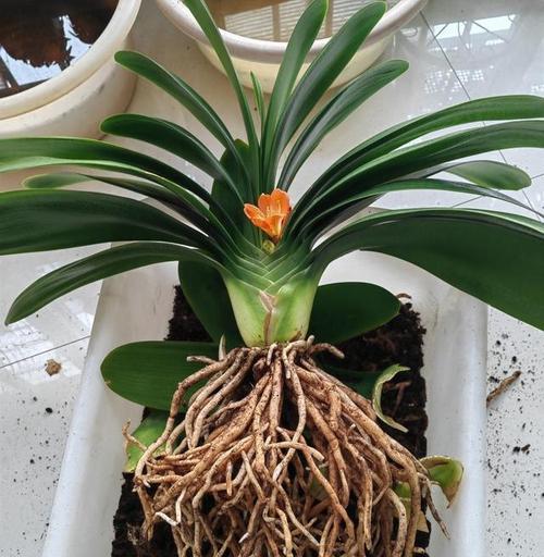 君子兰最适合哪种花盆？如何进行养护？