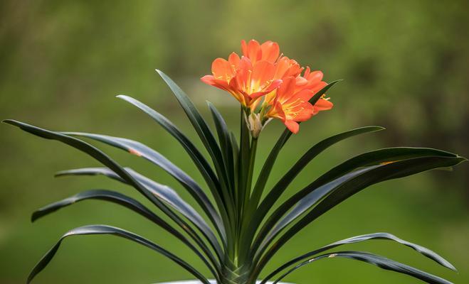 异花君子兰品种特点？君子兰的异花品种有哪些？