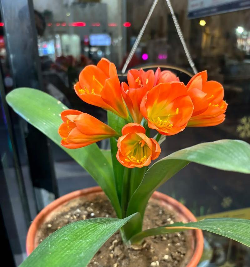 异花君子兰品种特点？君子兰的异花品种有哪些？