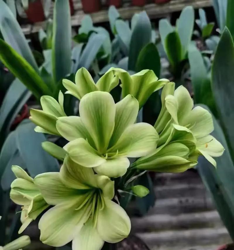 异花君子兰品种特点？君子兰的异花品种有哪些？