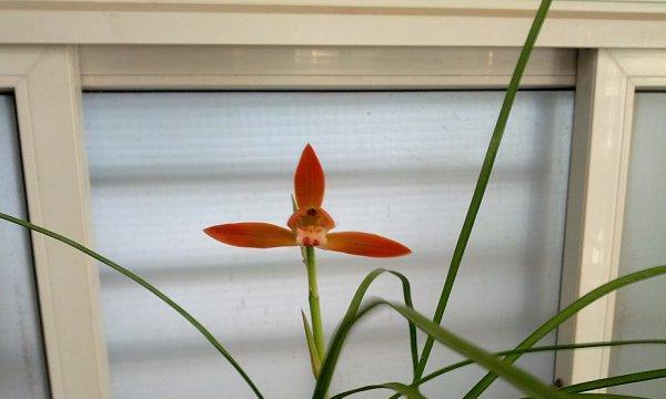 豆瓣兰的花语有何特别之处？彩色花语中豆瓣兰代表什么？