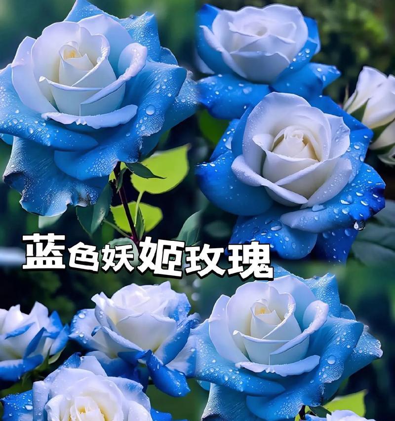 玻璃玫瑰花蓝色品种有何特点？
