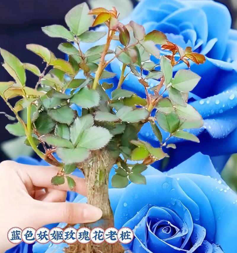 玻璃玫瑰花蓝色品种有何特点？