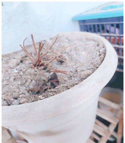 芦荟杂交仙人球的养殖技巧是什么？
