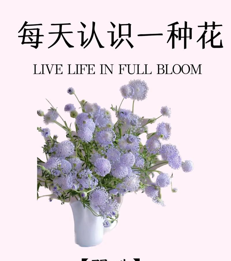 刘辩提及的花语各自代表什么？
