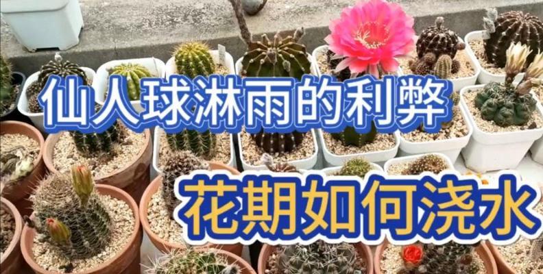 仙人球的施肥和浇水方法有哪些？如何正确进行？