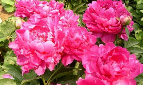 杏花与牡丹花的主要区别是什么？