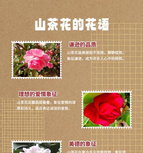 五岁到七岁孩子的花语有何特别之处？它代表了什么？