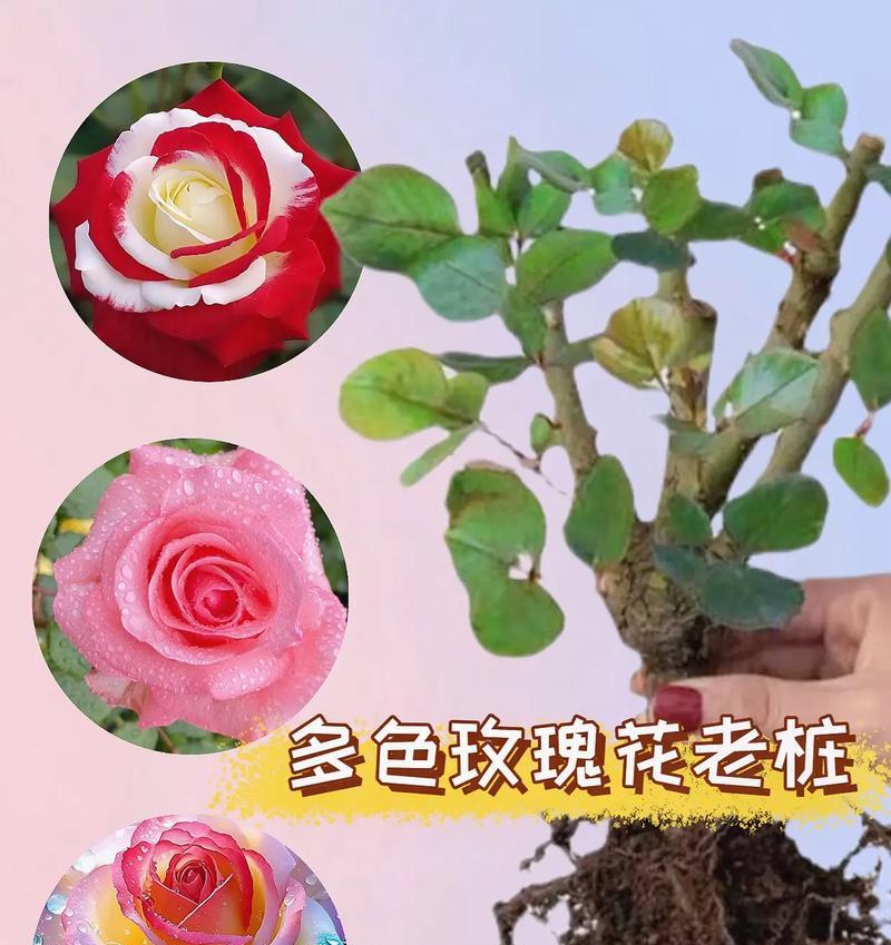 玫瑰花老桩修剪的正确方法是什么？如何剪出好看的形态？