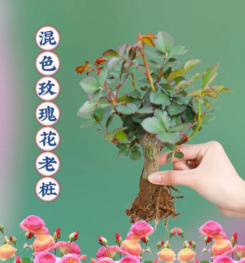 玫瑰花老桩修剪的正确方法是什么？如何剪出好看的形态？