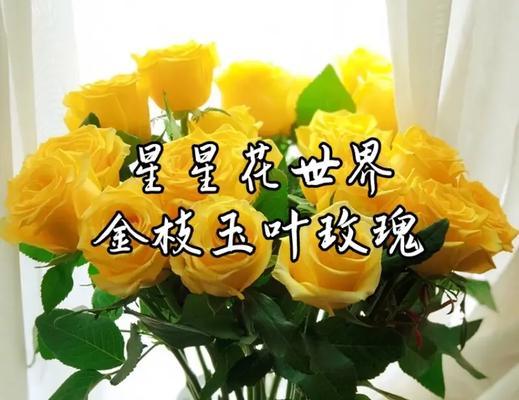 金玫瑰花的寓意是什么？金玫瑰花的花语有何特别之处？
