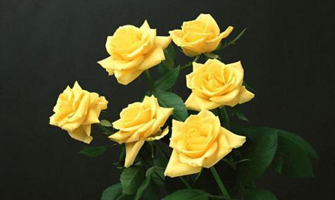 金玫瑰花的寓意是什么？金玫瑰花的花语有何特别之处？
