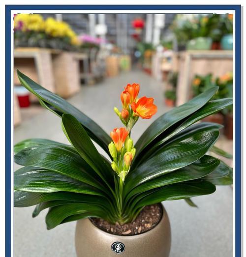 君子兰种植时需注意哪些事项？