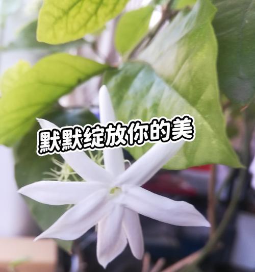 无法言说的遗憾花语代表什么含义？