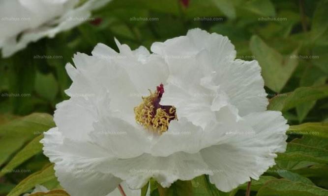 白牡丹花的植物种类有哪些？如何辨别和养护？