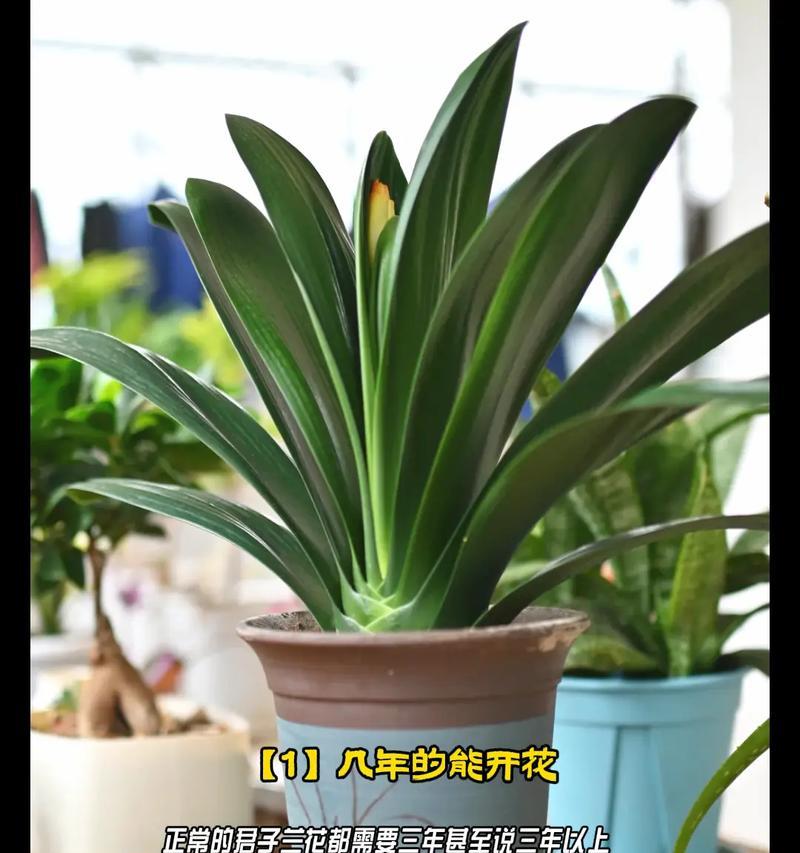 君子兰开花持久的方法是什么？