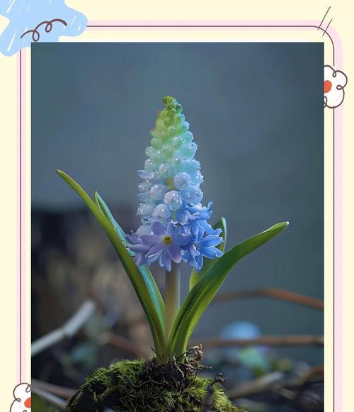 葡萄花语代表什么？两串葡萄花语有何寓意？