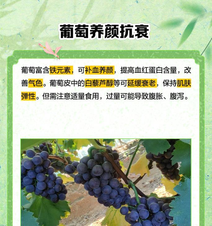 葡萄花语代表什么？两串葡萄花语有何寓意？