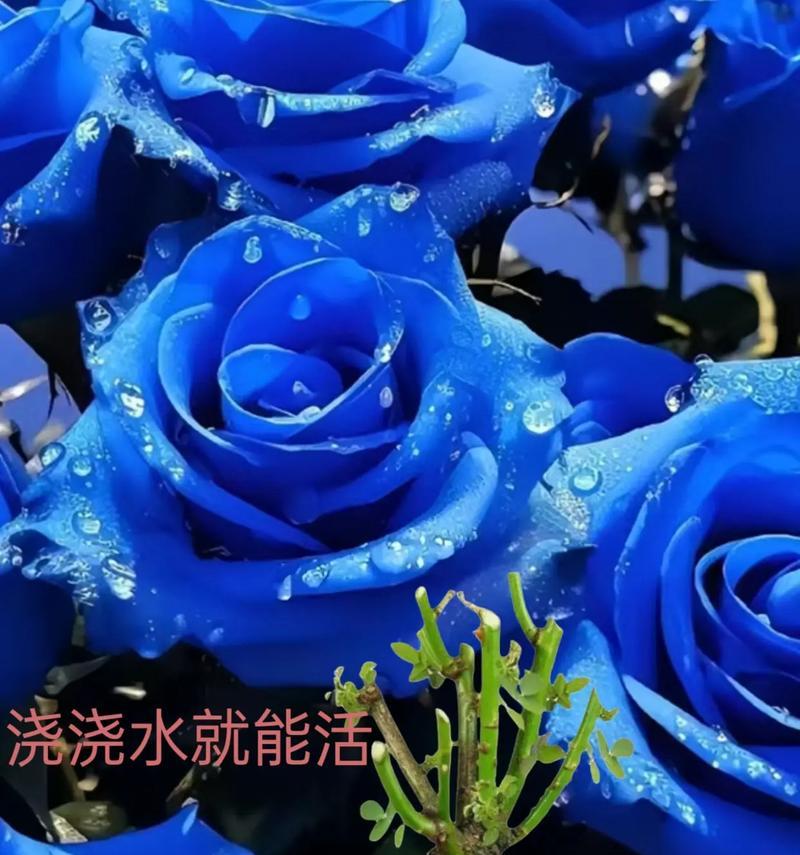 妖姬花语象征着什么？