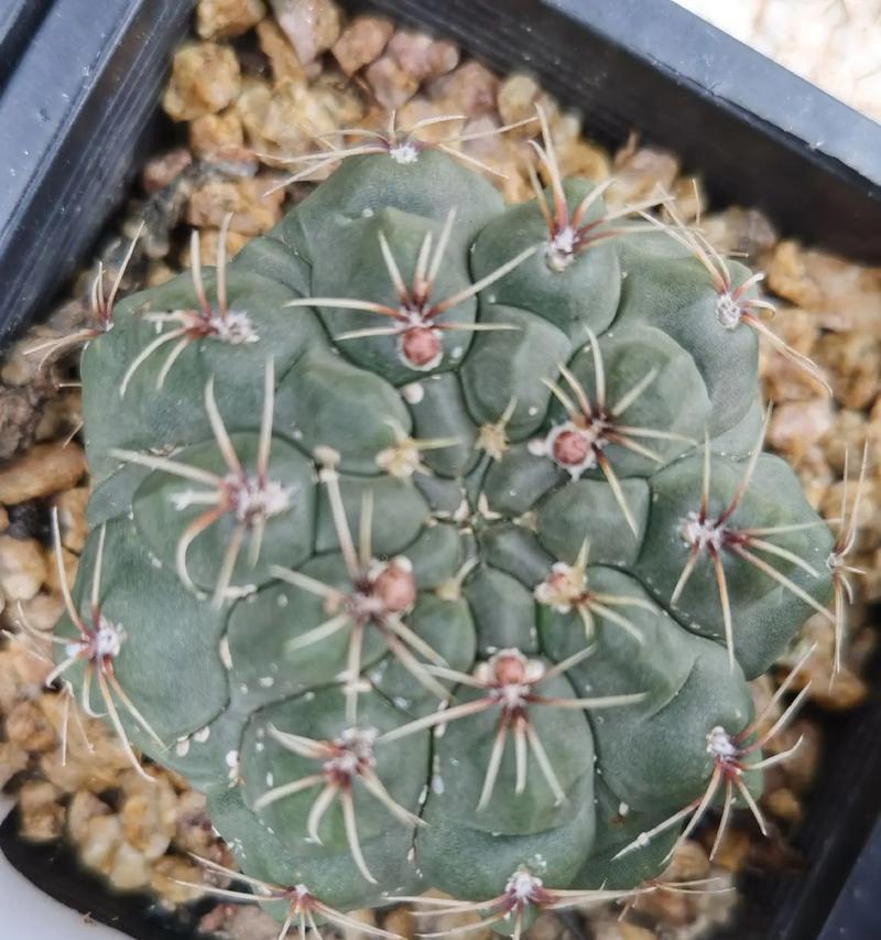紫花三角仙人球的养护要点有哪些？