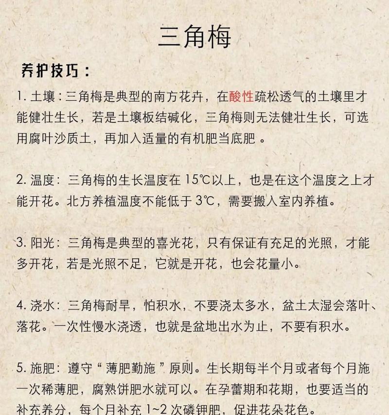 紫花三角仙人球的养护要点有哪些？