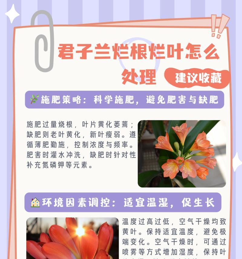 君子兰小叶子发黄的原因是什么？