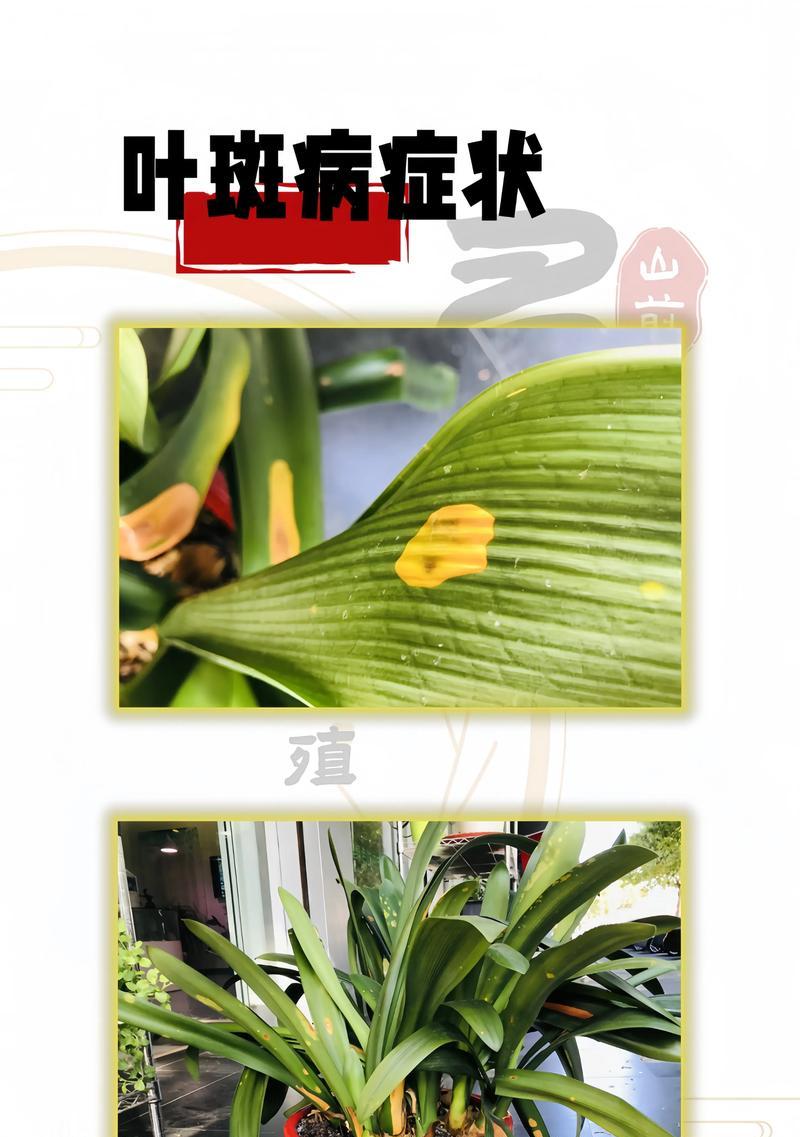 君子兰小叶子发黄的原因是什么？