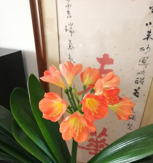 乱世佳人象征着什么？花语有何深层含义？
