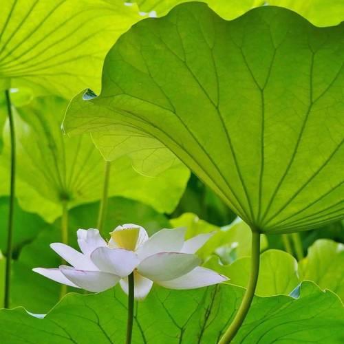 乱世佳人象征着什么？花语有何深层含义？
