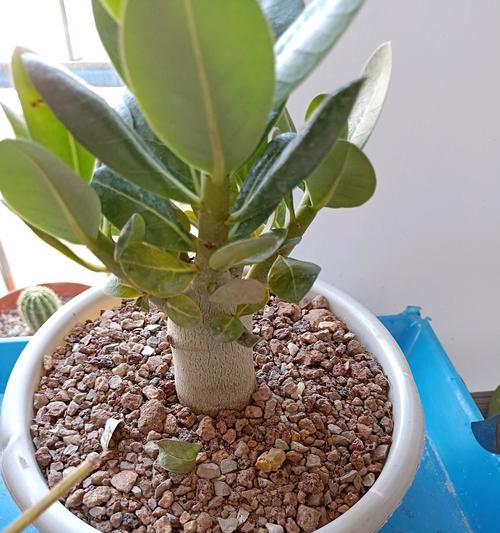 无须浇灌的玫瑰花如何进行养护？