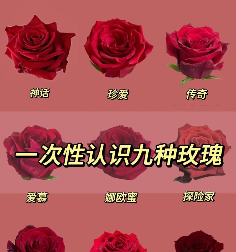 哪种玫瑰花品种颜色最丰富？