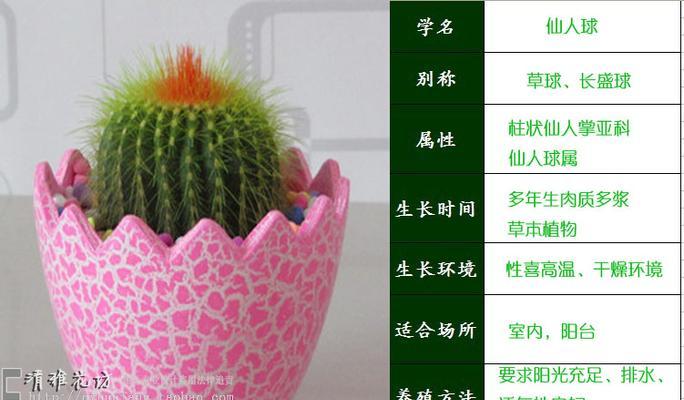 冬季仙人掌换土的正确步骤是什么？