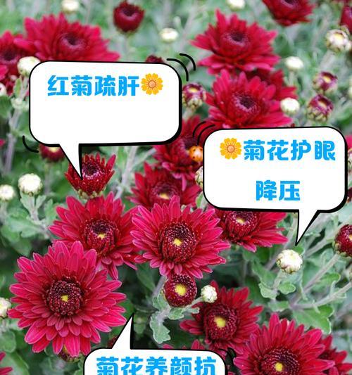 红雏菊代表什么花语？红雏菊的花语含义是什么？