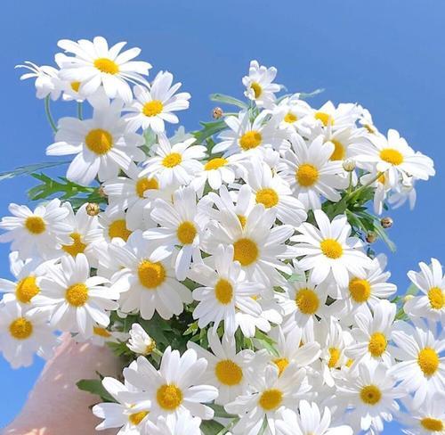 红雏菊代表什么花语？红雏菊的花语含义是什么？