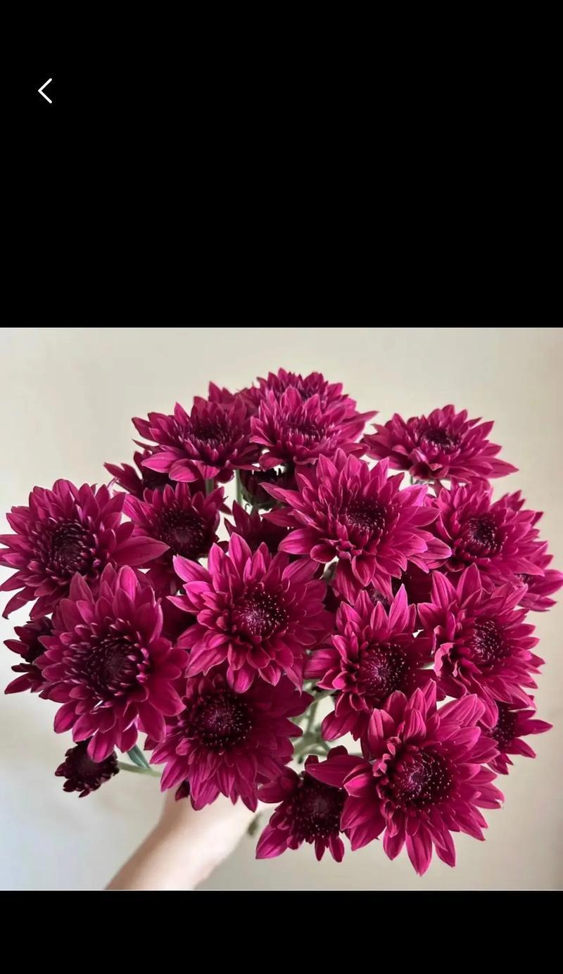 红雏菊代表什么花语？红雏菊的花语含义是什么？
