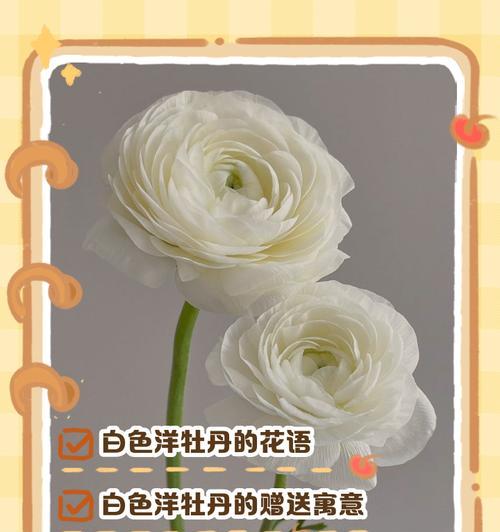 牡丹花语愿你富贵背后有何深意？