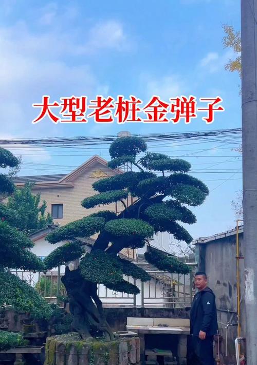花语堂南门对面学校未来规划是什么？