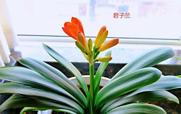 大蒜皮养君子兰好吗？如何使用大蒜皮来养护君子兰？