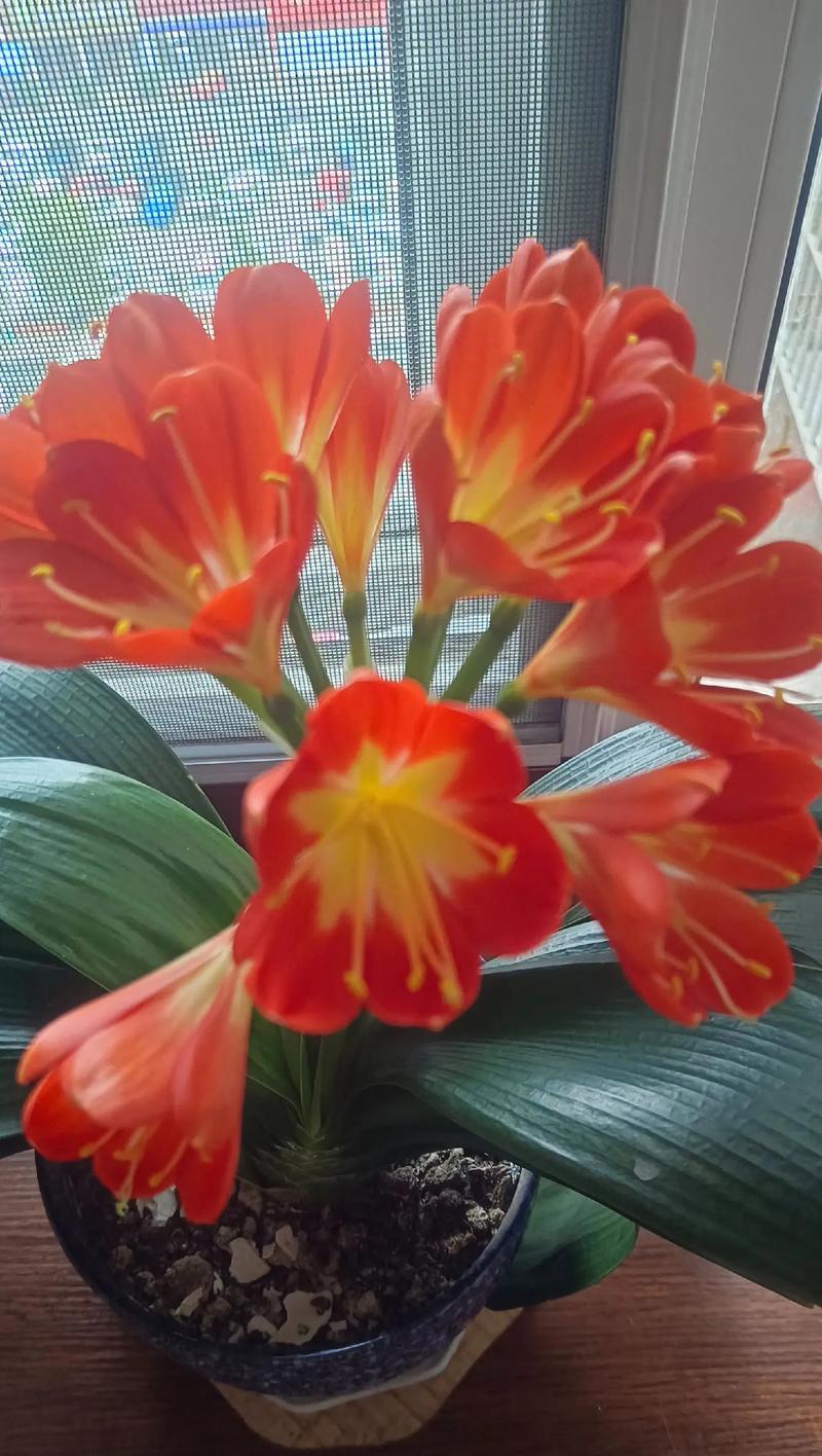 大蒜皮养君子兰好吗？如何使用大蒜皮来养护君子兰？